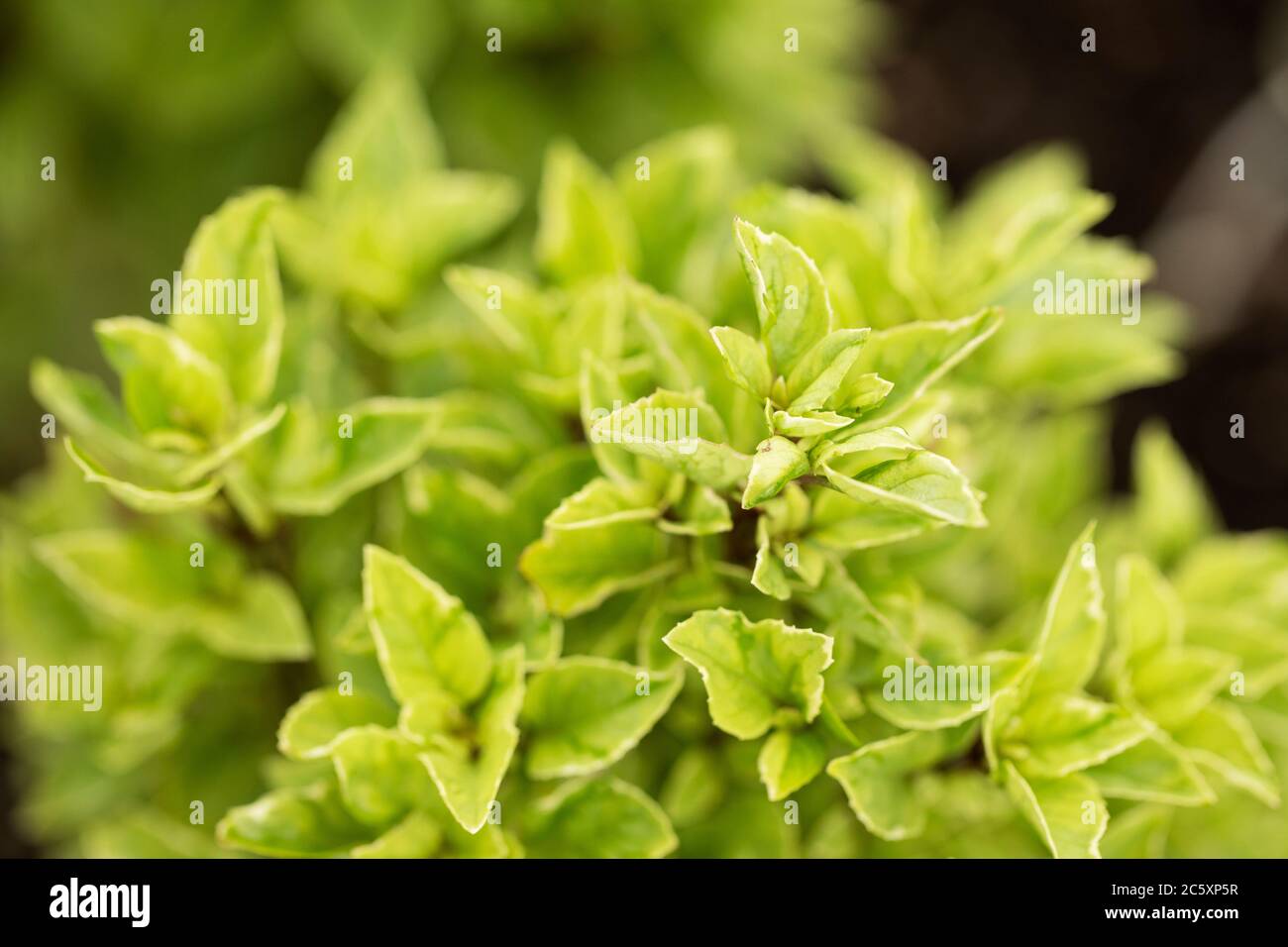 Variegated African blue basil (Ocimum basilicum), also known as great basil, in the Lamiaceae family. The variety is African Blue. Stock Photo