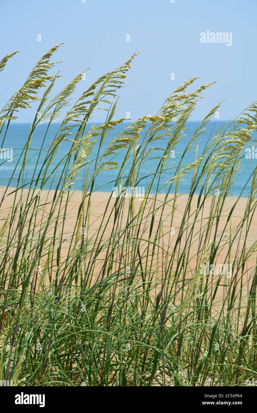 Sea oats along the Atlantic Coast on Hatteras Island, North Carolina. Stock Photo