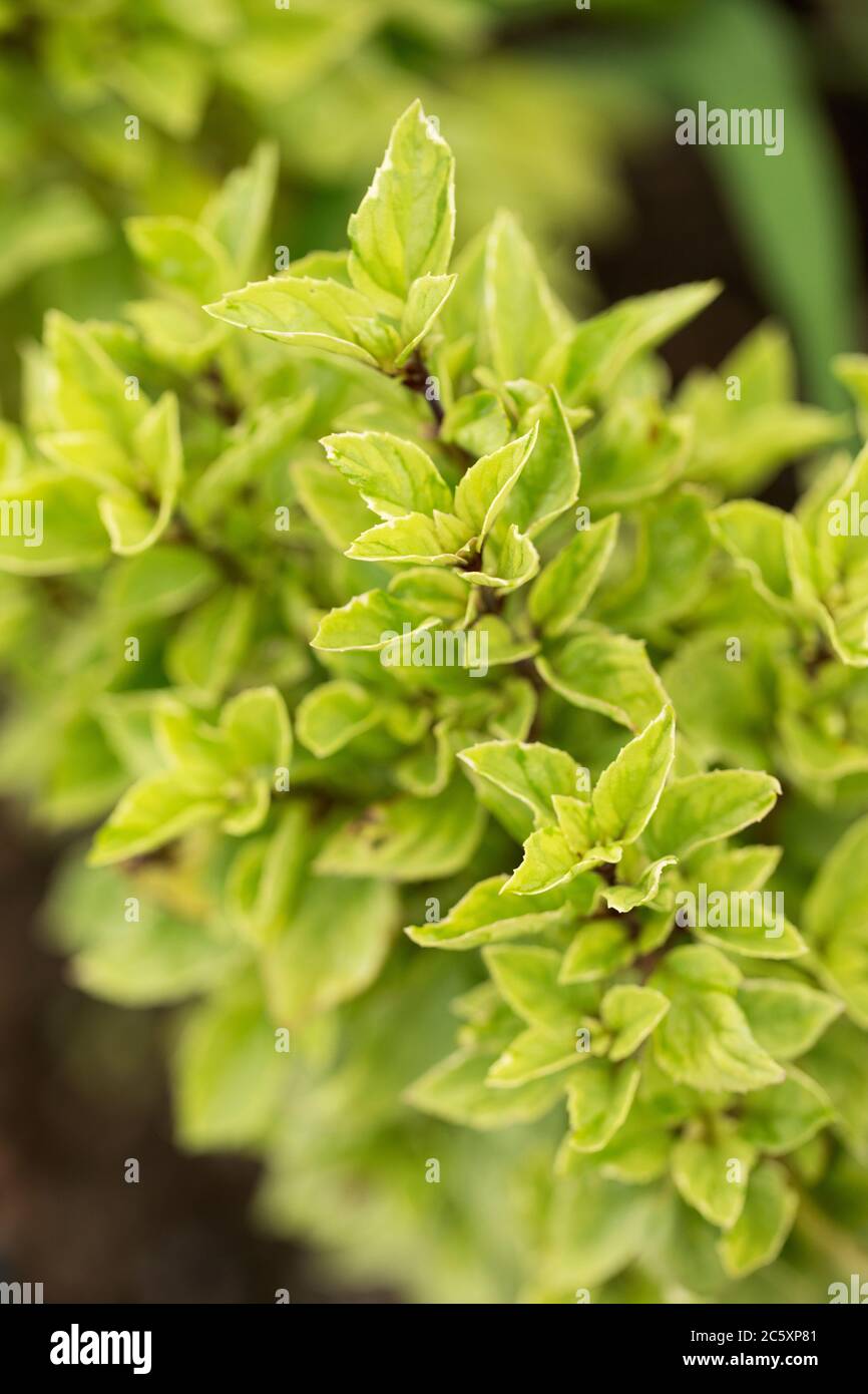 Variegated African blue basil (Ocimum basilicum), also known as great basil, in the Lamiaceae family. The variety is African Blue. Stock Photo