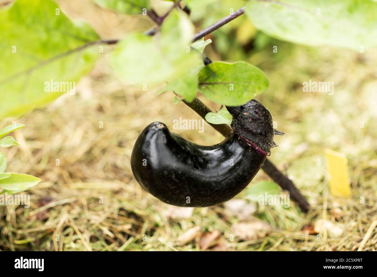 An eggplant (Solanum melongena) in variety Millionaire, growing on a vine in a vegetable garden. Stock Photo