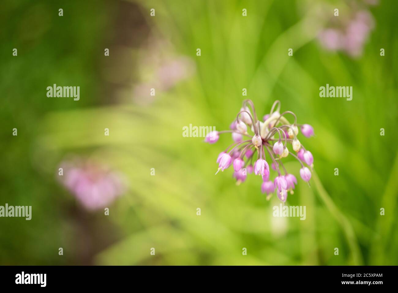 Allium cernuum, also known as nodding onion or lady's leek, in family Amaryllidaceae. Known for its pretty flowers, it can be used in cooking. Stock Photo