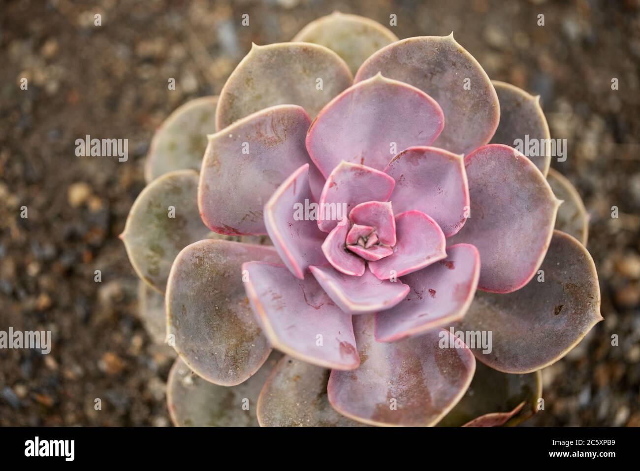 Echeveria, in the family Crassulaceae, native to Central America, Mexico and northwestern South America. This is the variety Perle von Nurnberg. Stock Photo