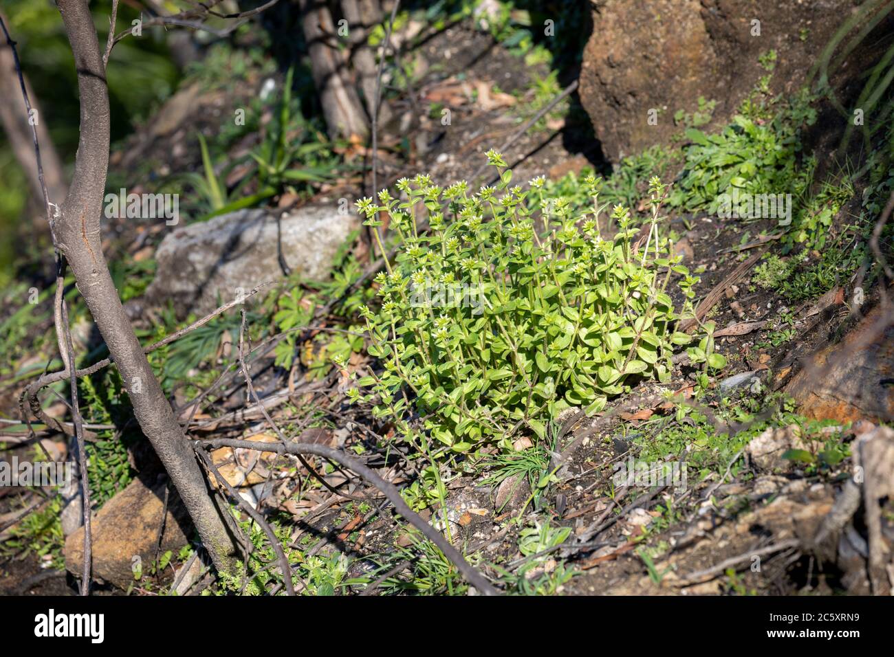 australian bushfires 2020 burnt areas of the Blue mountains national park in NSW, plant life is now regenerating,Australia Stock Photo