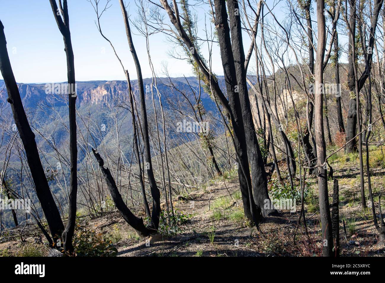 australian bushfires 2020 burnt areas of the Blue mountains national park in NSW, plant life is now regenerating,Australia Stock Photo