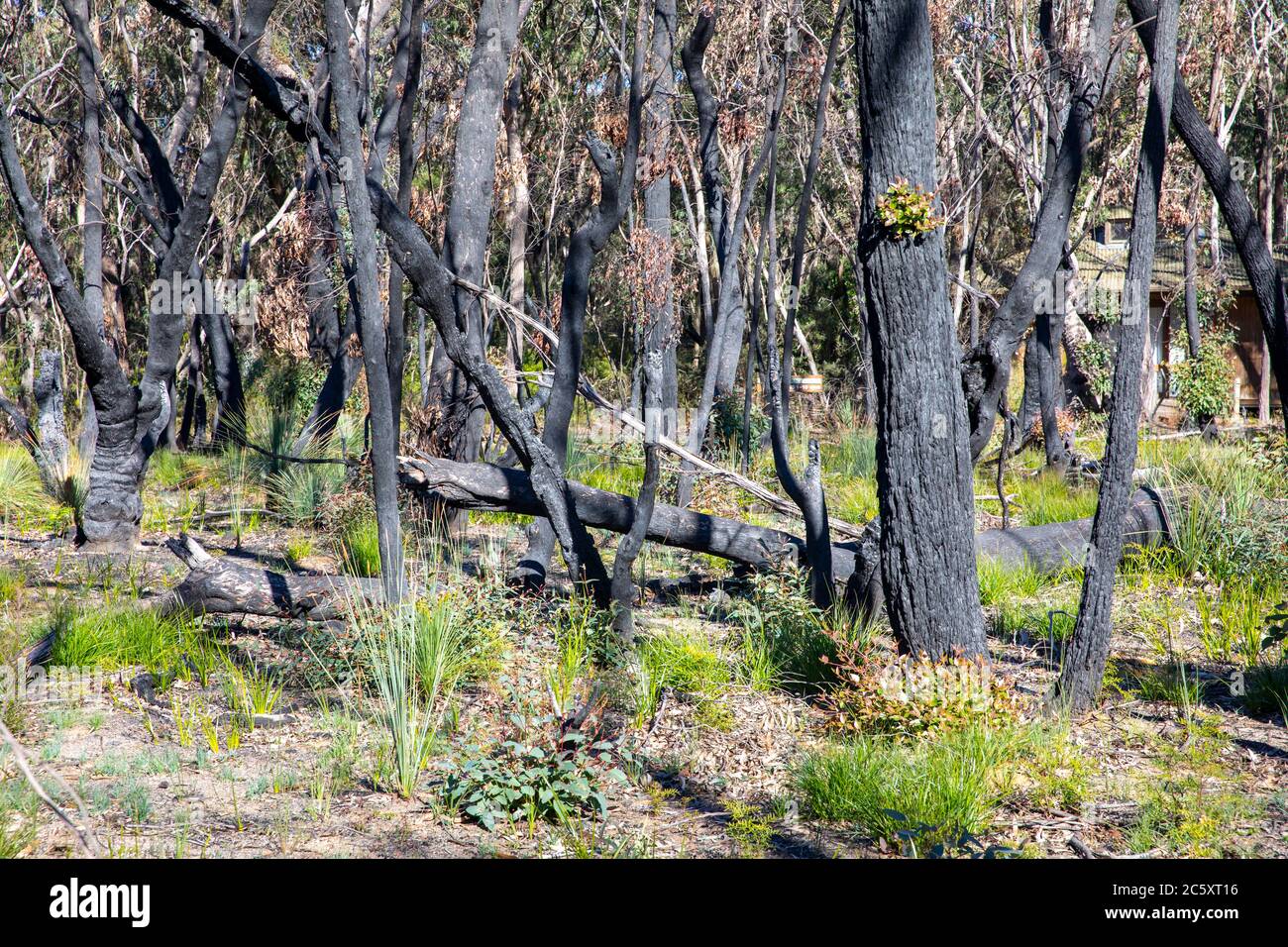 Blue mountains bush fires in 2020 caused widespread damage, rejuvenation of the bush has commenced amongst blackened trees,NSW,Australia Stock Photo