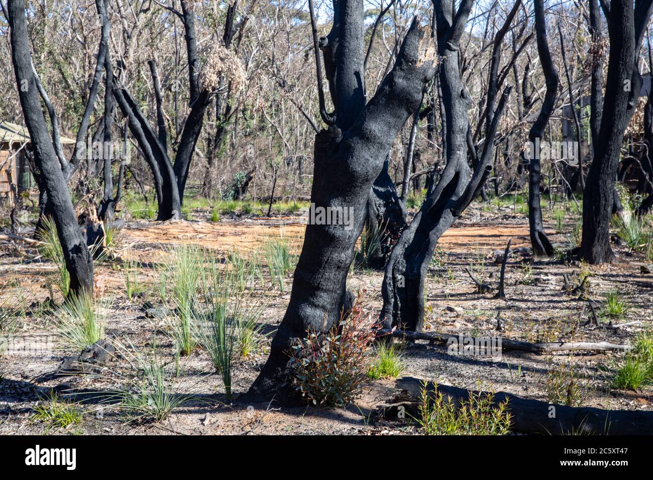 Australia bush foires 2020 in Blue mountains national park nsw with green shoots of recovery post the fires,Australia Stock Photo