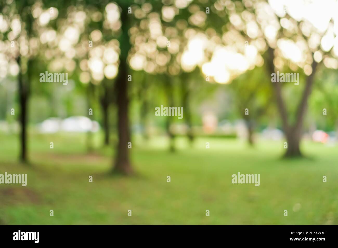 Blur nature bokeh green park by beach and tropical coconut trees in ...