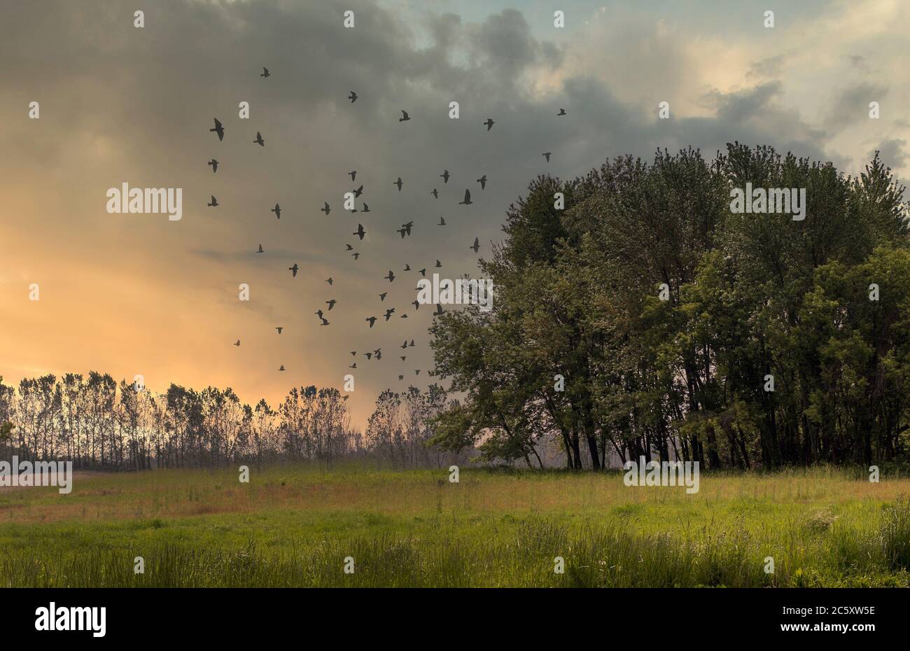 Pastoral landscape , with strand of trees, open fields, and birds flying from the trees at