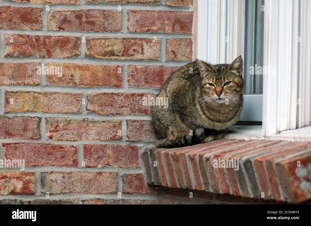 Sleepy tabby cat rests on a window sill of a brick home Stock Photo - Alamy