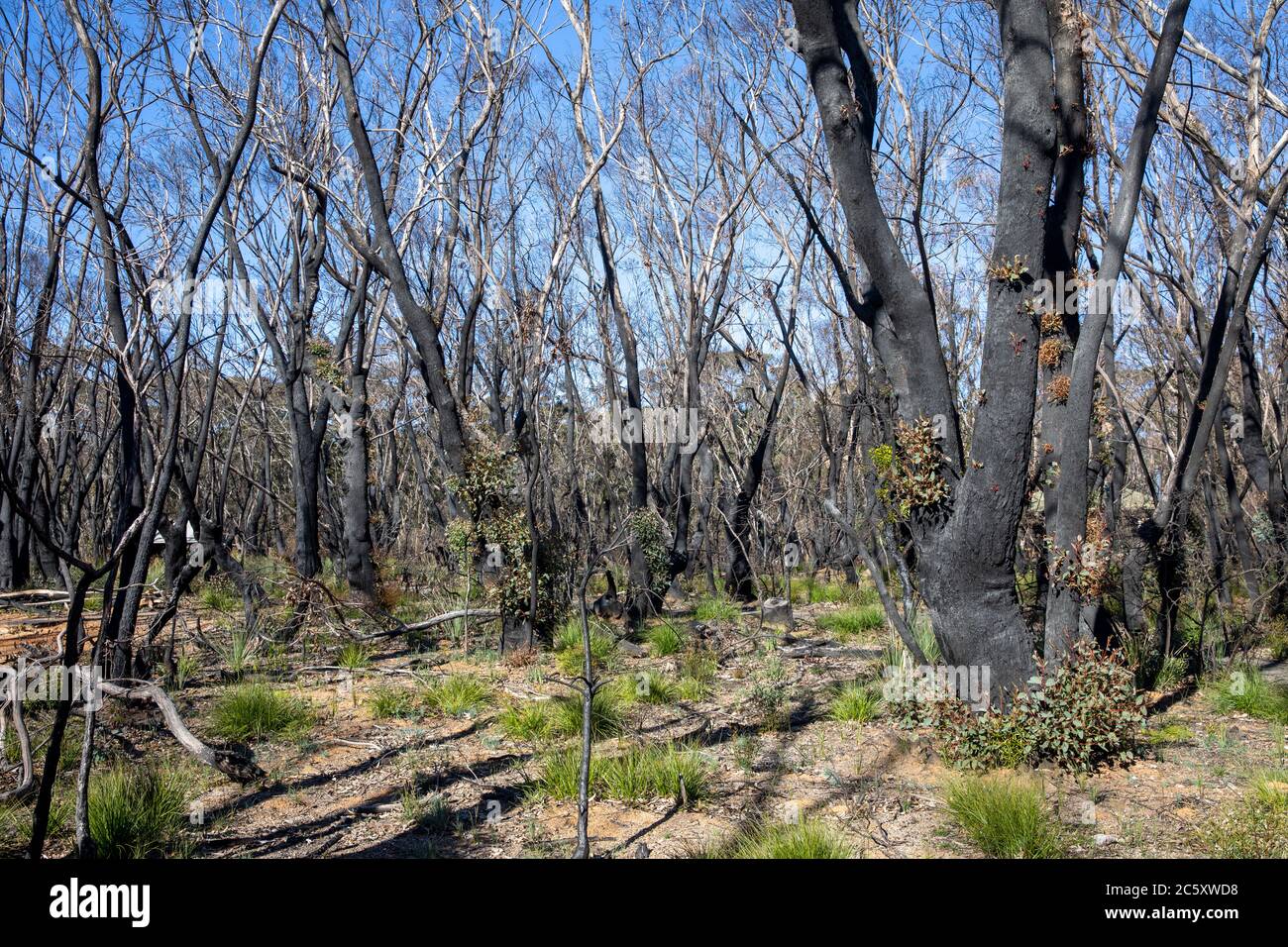Australia bush foires 2020 in Blue mountains national park nsw with green shoots of recovery post the fires,Australia Stock Photo