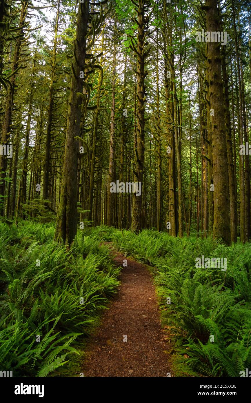 Random Canadian Forest Canadian Rain Forest Stock Photo - Alamy