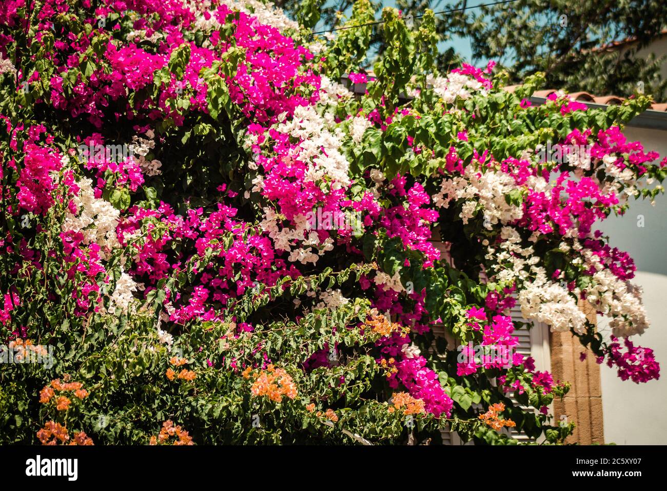 Nicosia Cyprus 04 July 2020 Closeup of colorful flowers growing in the public garden of the city
