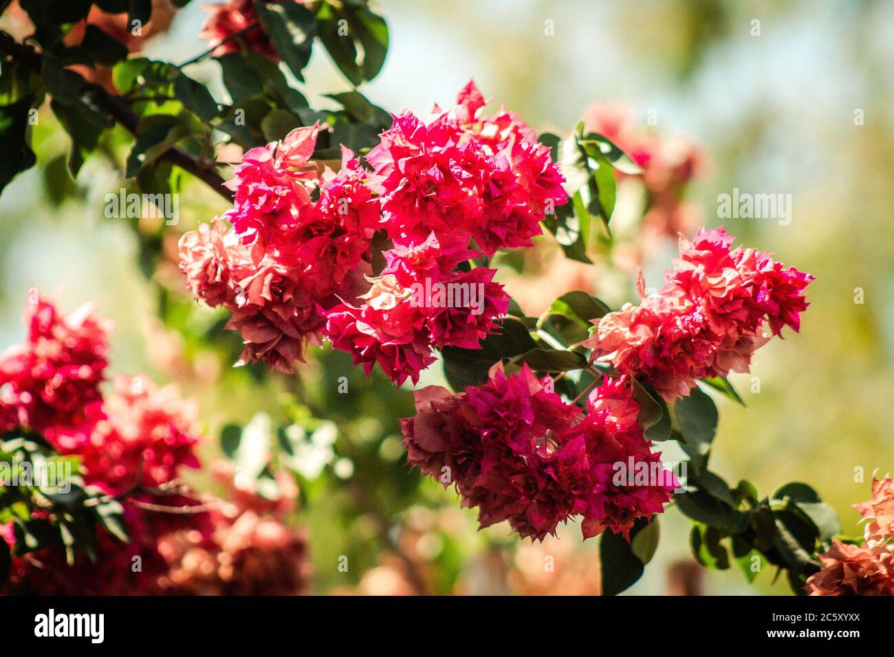 Nicosia Cyprus 04 July 2020 Closeup of colorful flowers growing in the