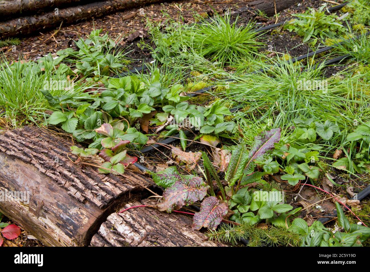 Weeds (bluegrass, curly dock, clover, dandelions, etc.) growing in a strawberry raised bed garden in Issaquah, Washington, USA Stock Photo