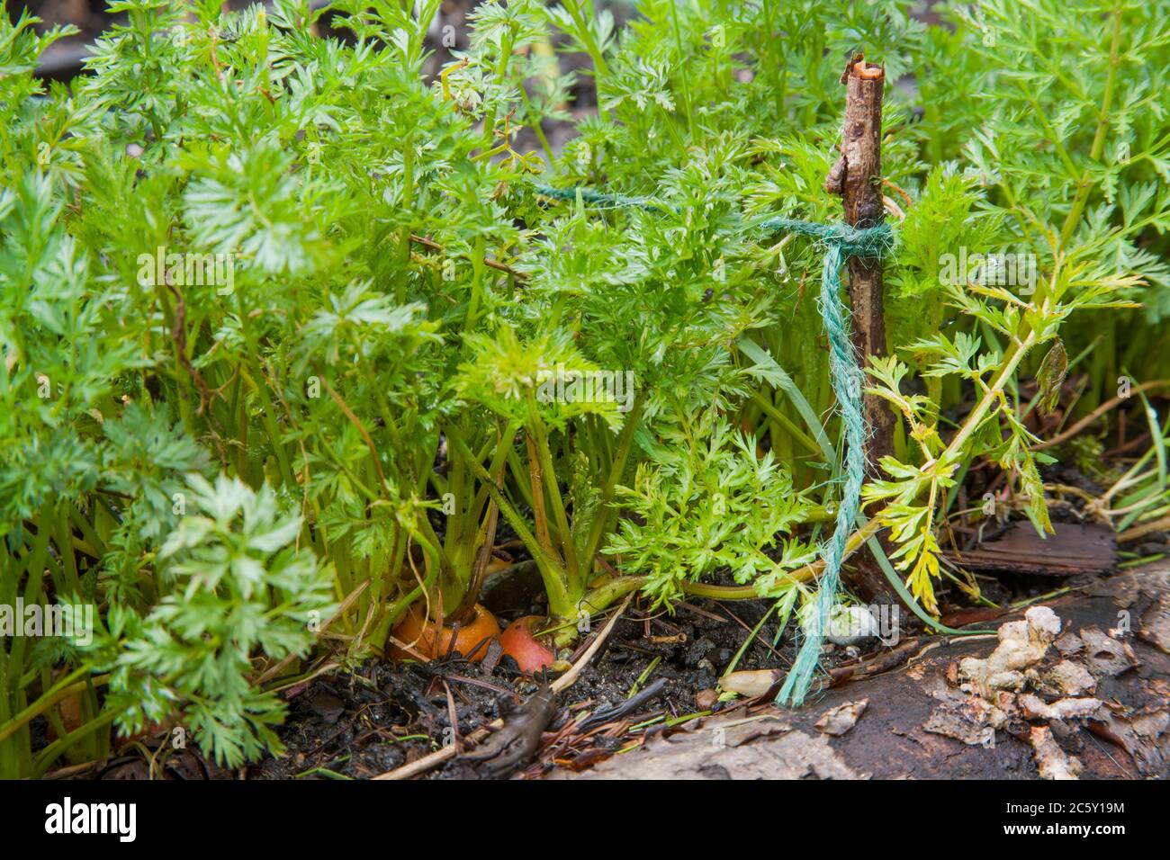 Over-wintered carrots growing in the ground in a spring garden in Issaquah, Washington, USA Stock Photo