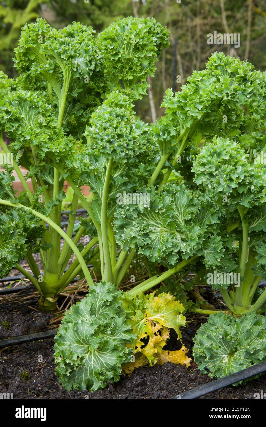 Green Kale growing in a spring ground that has over-wintered, in Issaquah, Washington, USA Stock Photo