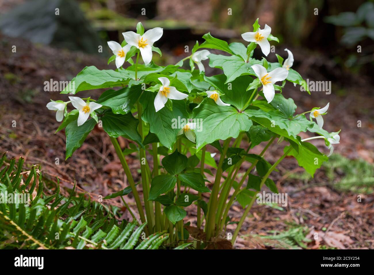 Issaquah, Washington, USA.  Western Trillium wildflowers, also known as Wake Robin or Western Wake Robin. Stock Photo