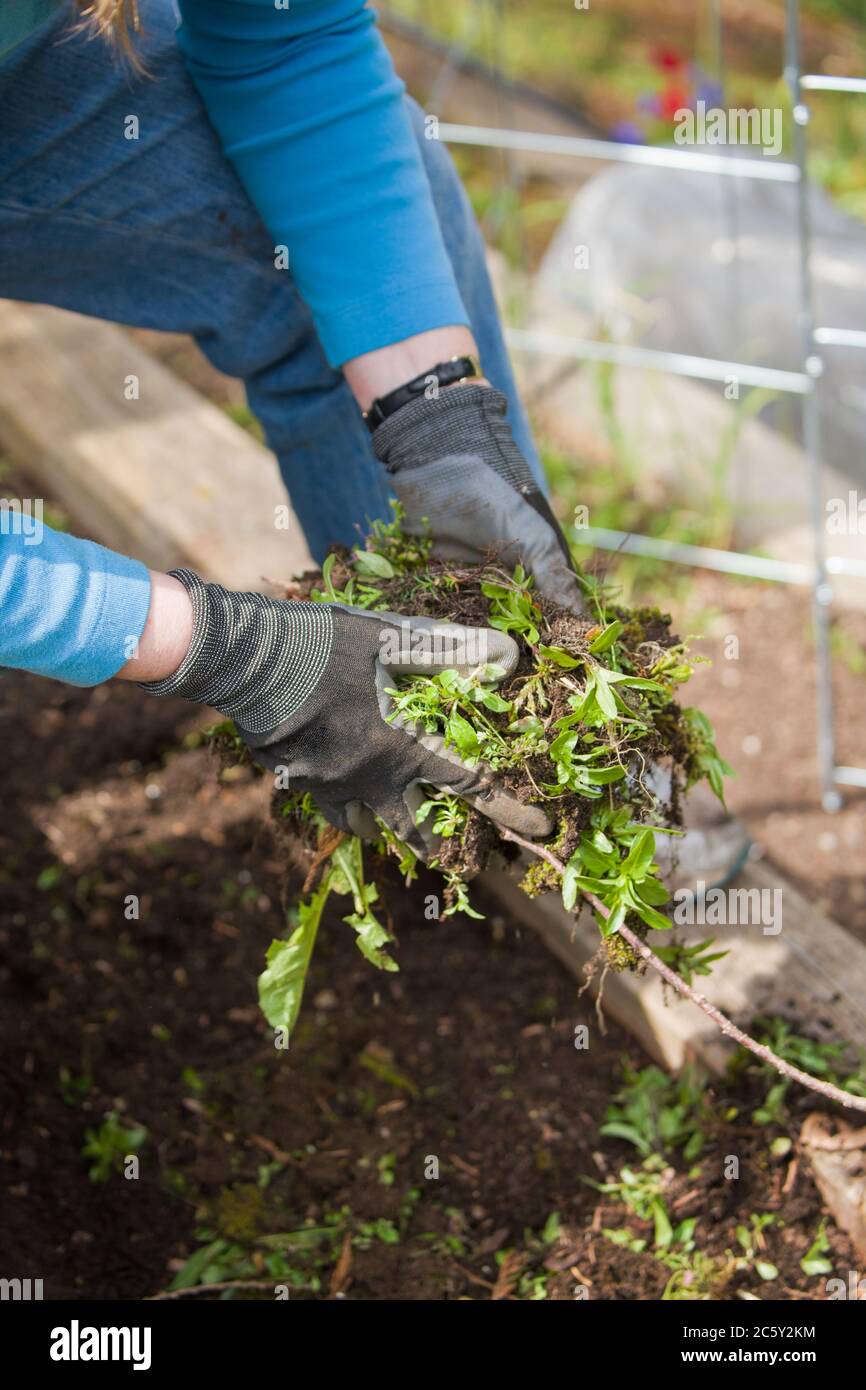Pull up weed hi-res stock photography and images - Alamy