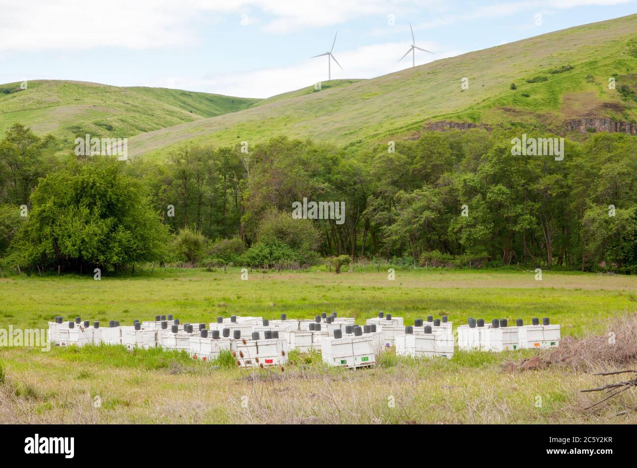 Beehive colony with bee feeder jars on top of each hive, in a farmer's field with wind turbines on top of a hill, near Pomery, Washington, USA. Stock Photo