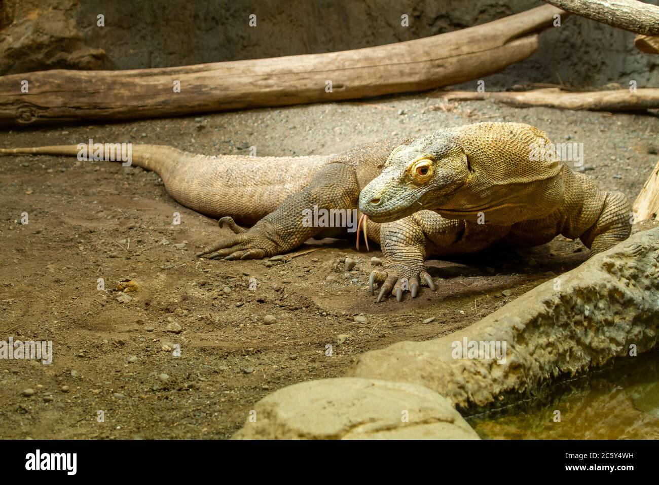 Komodo Dragon at Woodland Park Zoo in Seattle, Washington, USA.  It primarily relies on its tongue to detect, taste, and smell stimuli Stock Photo