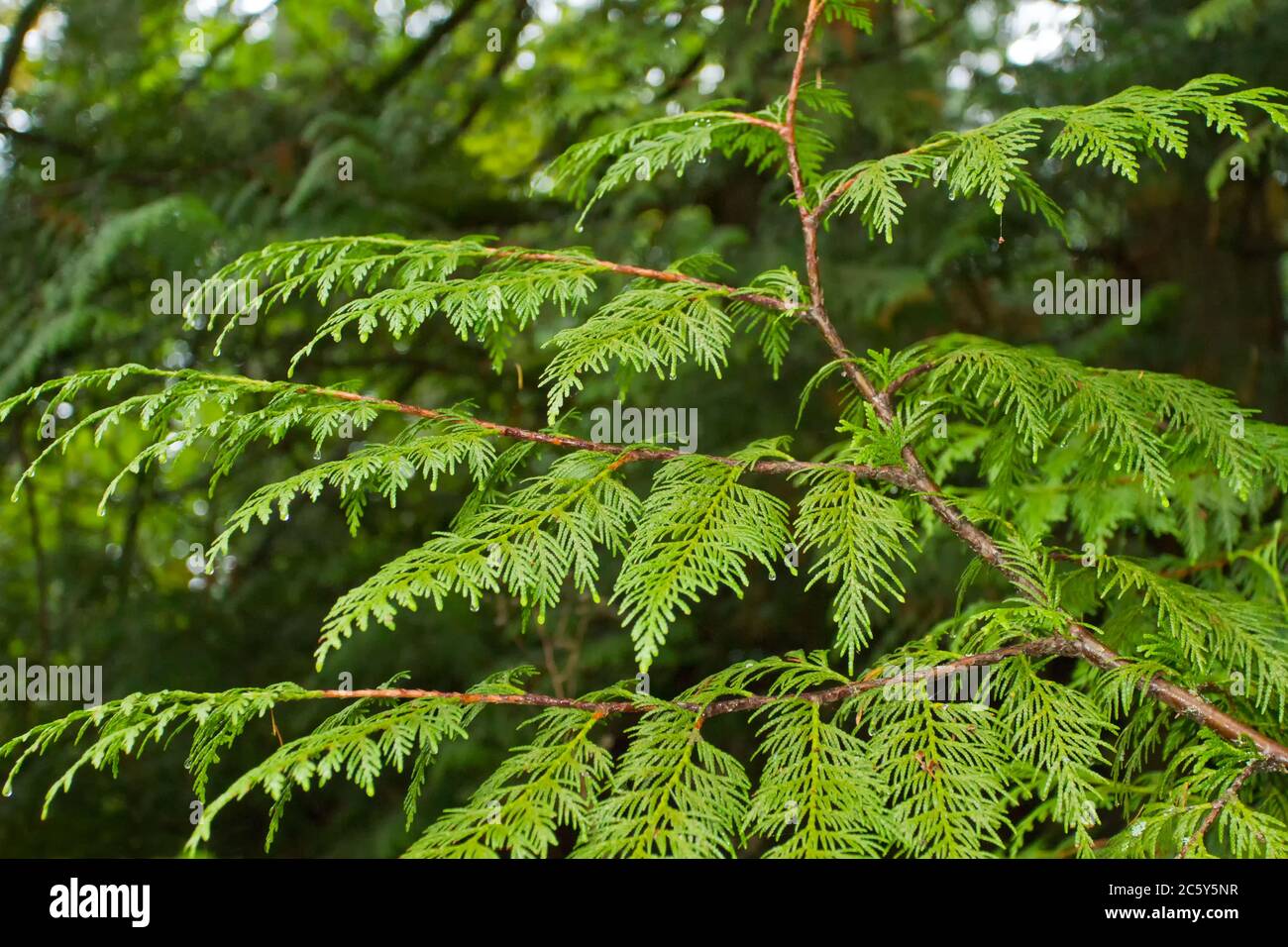 Western Red Cedar branchlet (withe) and its characteristic scale-like leaves, showing its flexible, long, graceful curves Stock Photo
