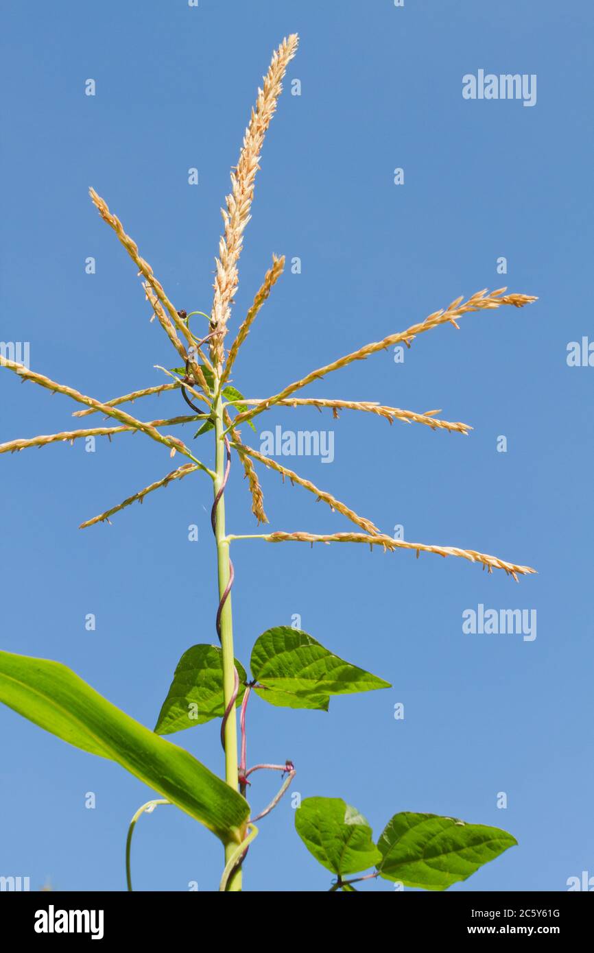 Stringless stalk hi-res stock photography and images - Alamy
