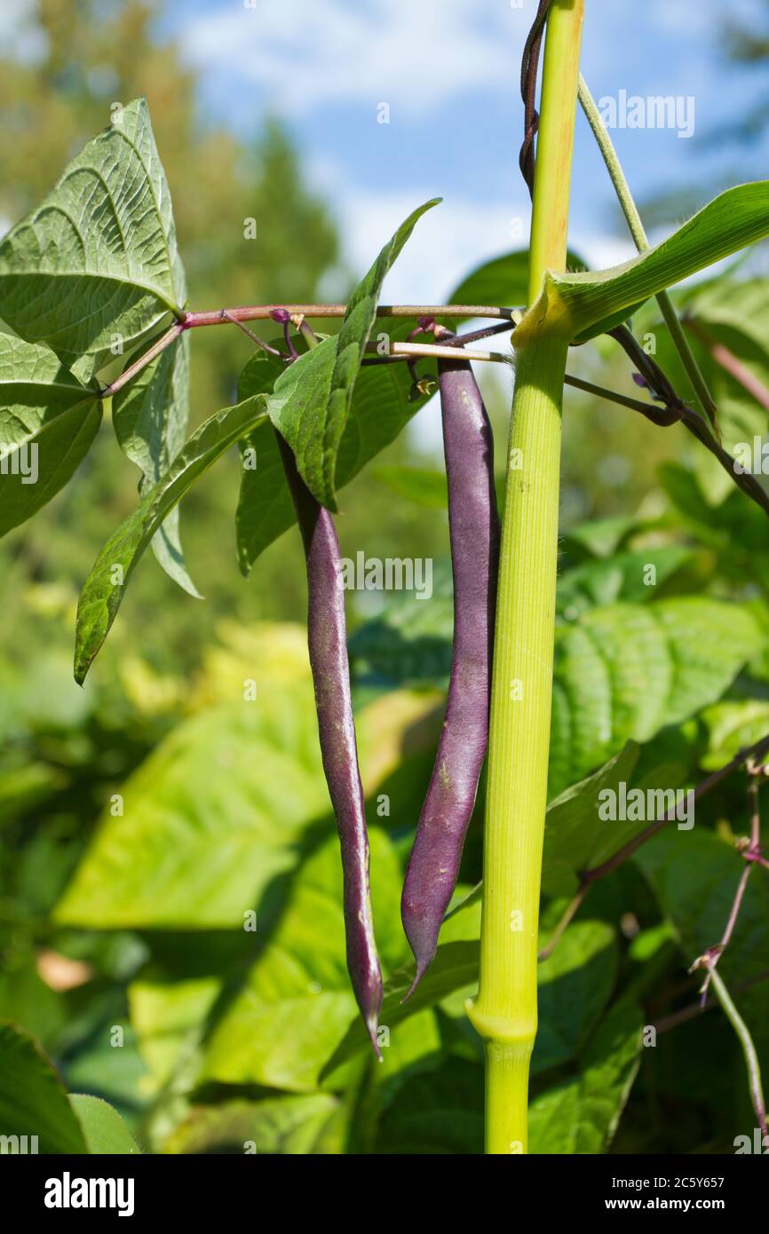 Violet podded stringless pole beans growing up a corn stalk for support in a garden in Bellevue, Washington, USA.  Beans and corn are companion plants Stock Photo