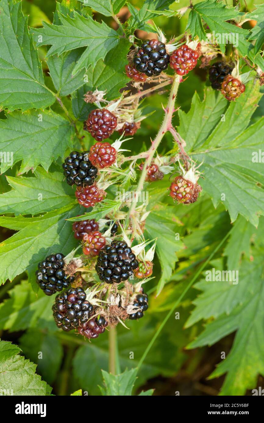 Evergreen blackberries in various stages of ripeness in Issaquah, Washington, USA.  They are a wild, non-native plant. Stock Photo