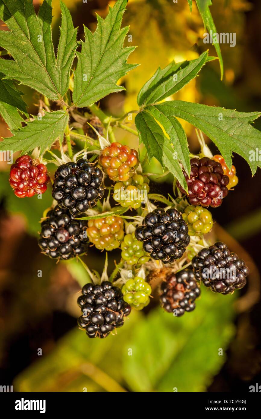 Issaquah, Washington, USA.  Evergreen blackberries in various stages of ripeness.  They are a wild, non-native plant. Stock Photo
