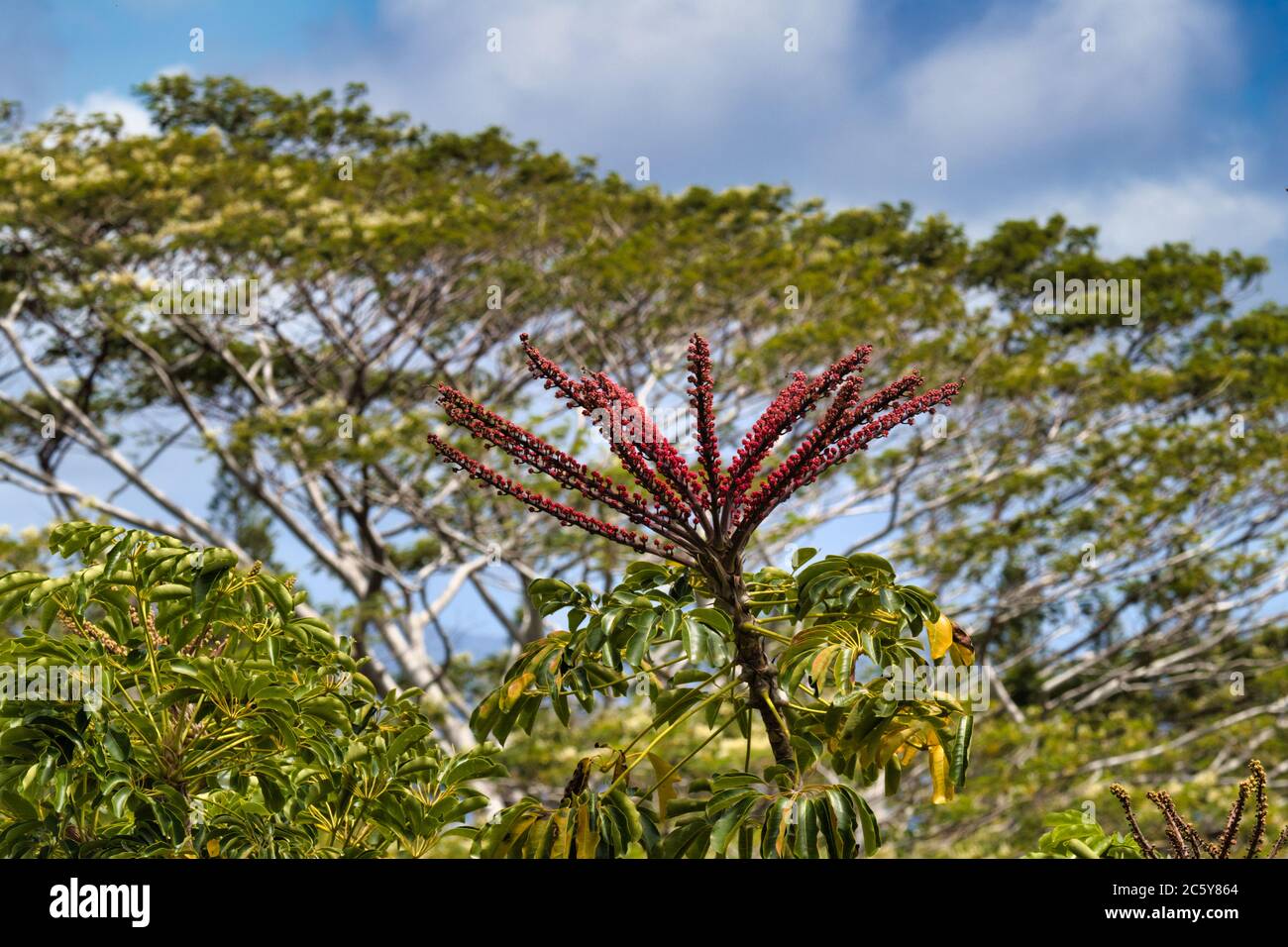 Schefflera tree in bloom on Maui. Stock Photo