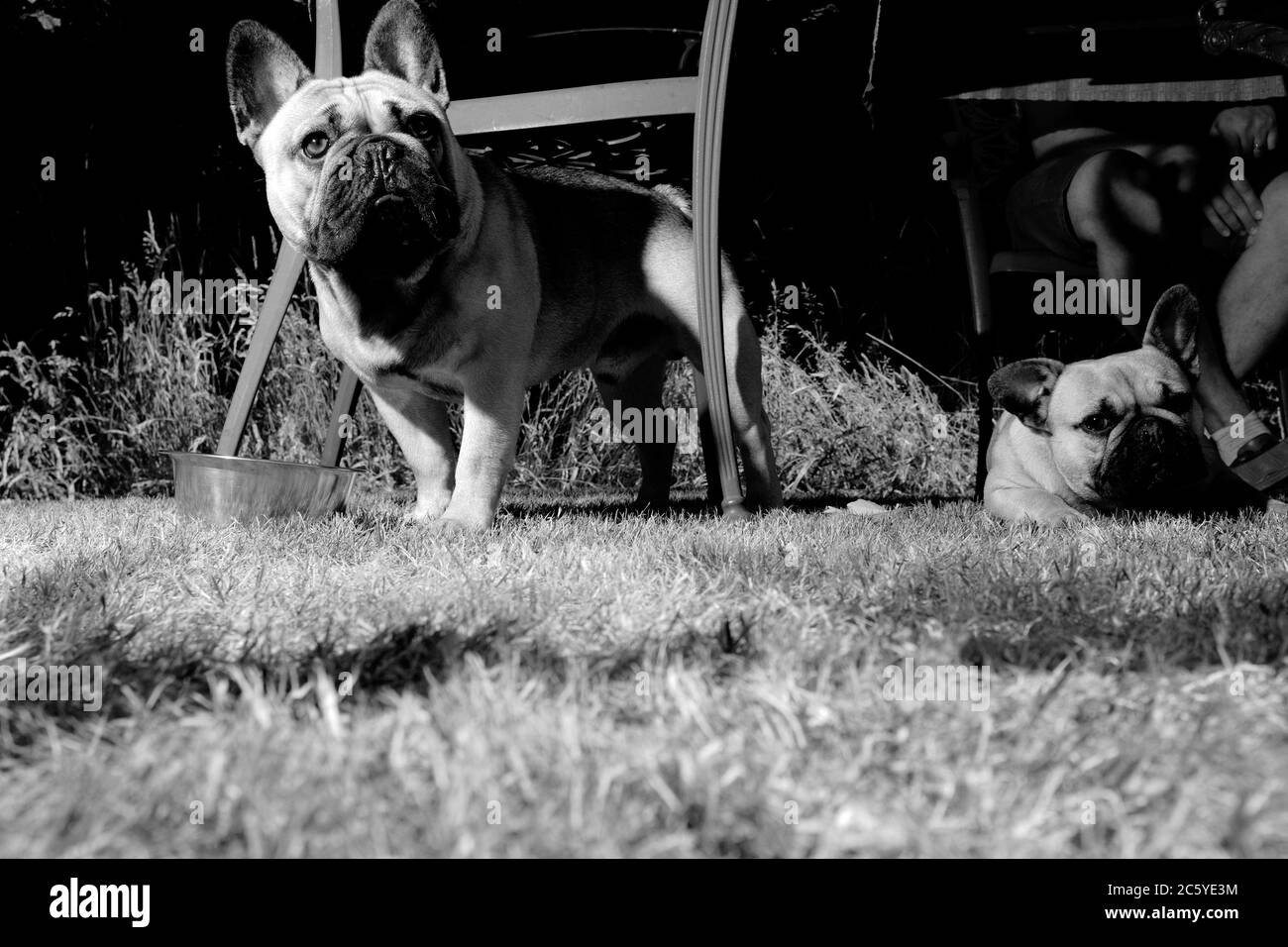 French Bulldogs in the garden Stock Photo Alamy