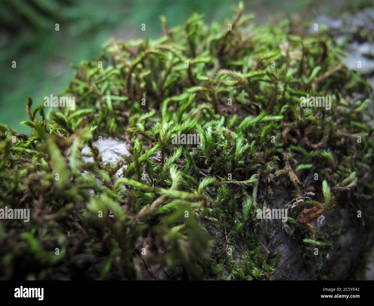 Sphagnum Moss, Sphagnum (living plant), Peat Moss (decayed plant