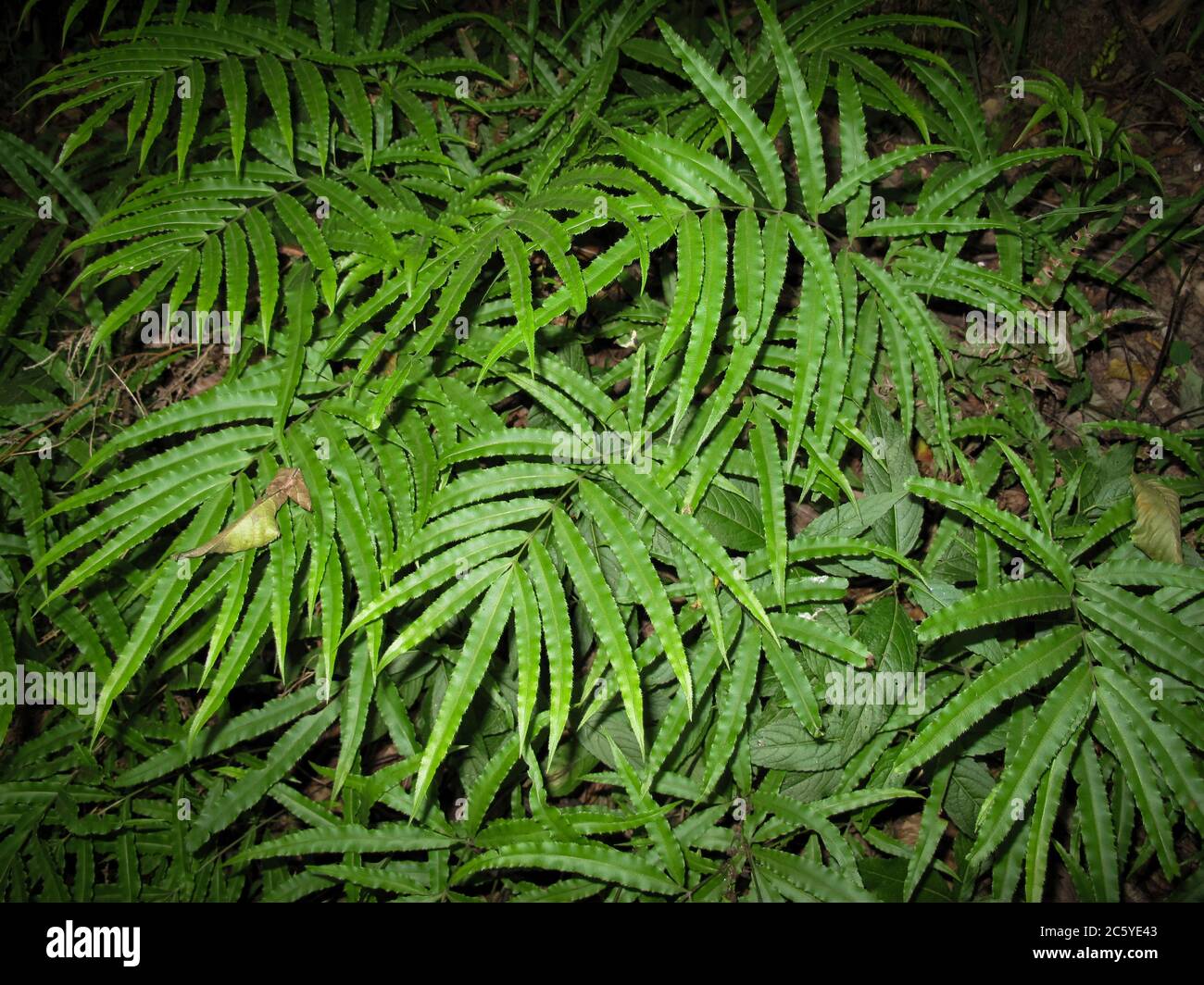 Pteris umbrosa jungle brake fern in gilan, Iran.  The habitat of the jungle brake is rainforest . Jungle fern. Jungle brake.  PTERIDACEAE. Close up. B Stock Photo