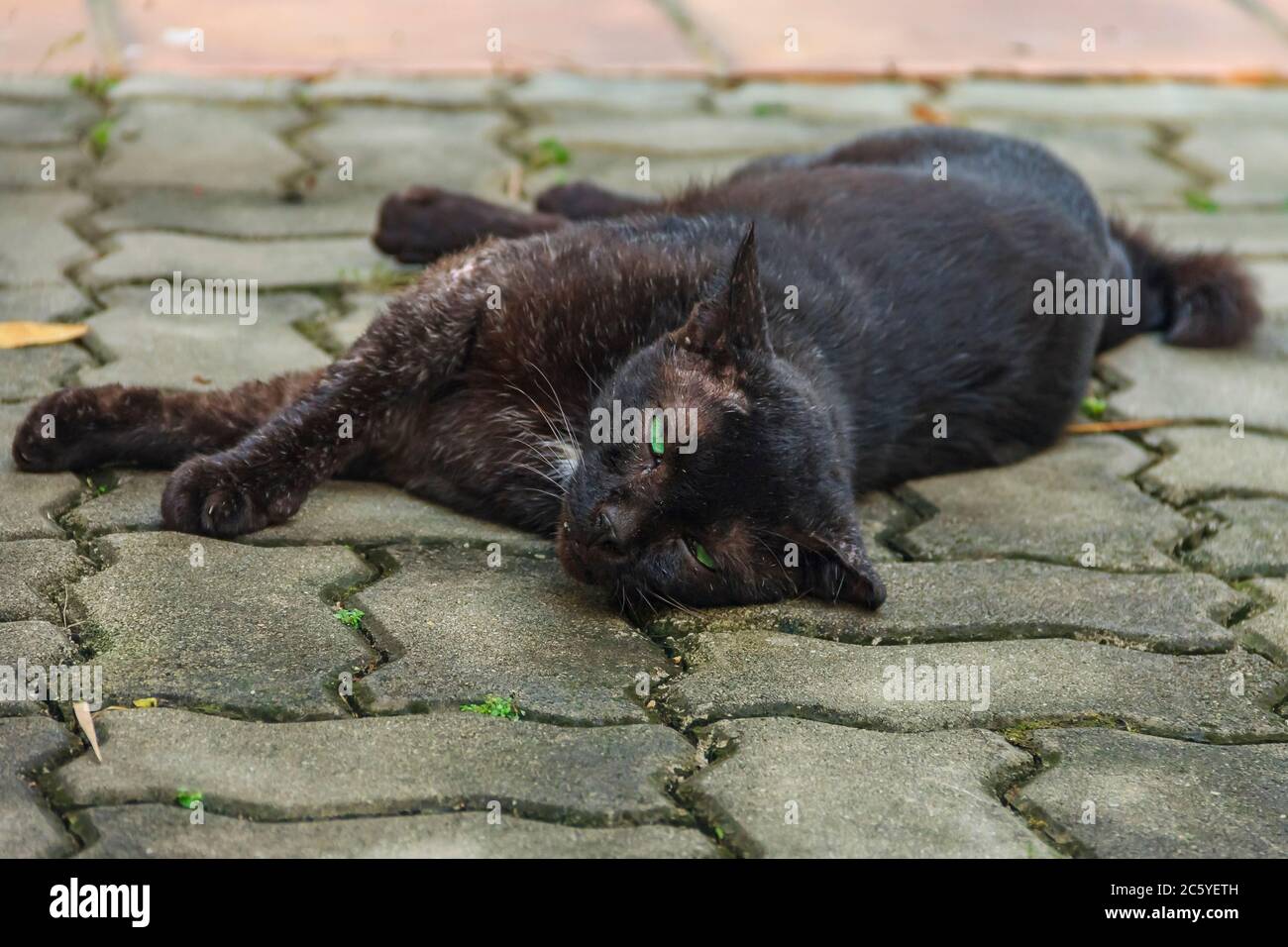Black cat bobs sale