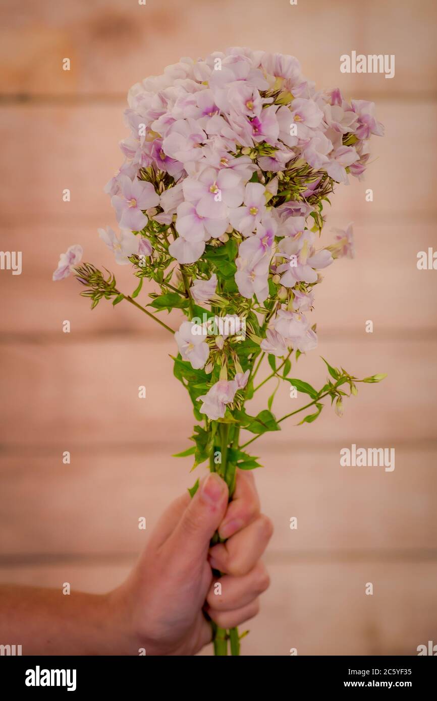 Women hand holding a bouquet of Phlox Miss Marple Summer Flowers variety, studio shot, white flowers Stock Photo