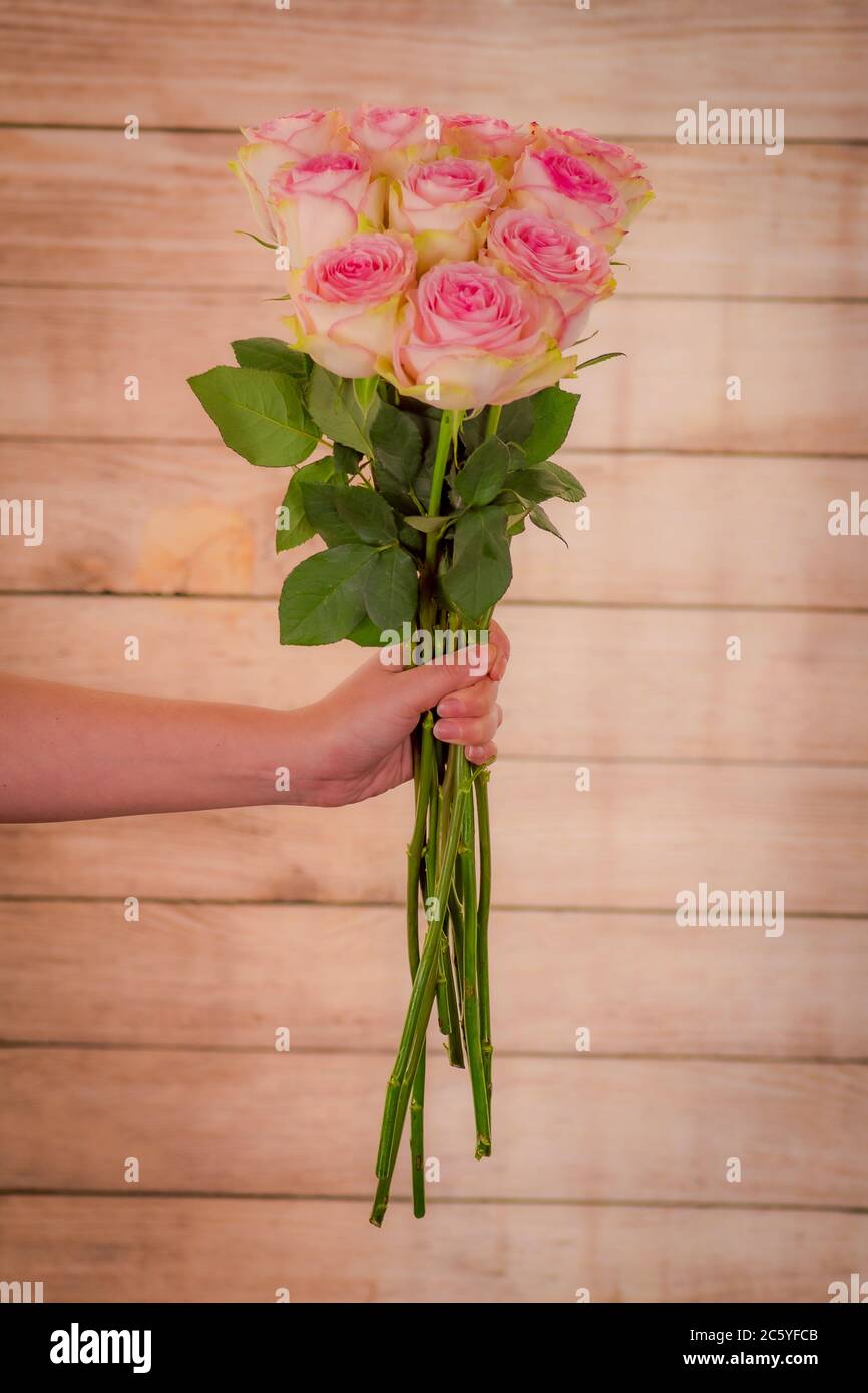 Close up of a bouquet of Esperance roses variety, studio shot, pink