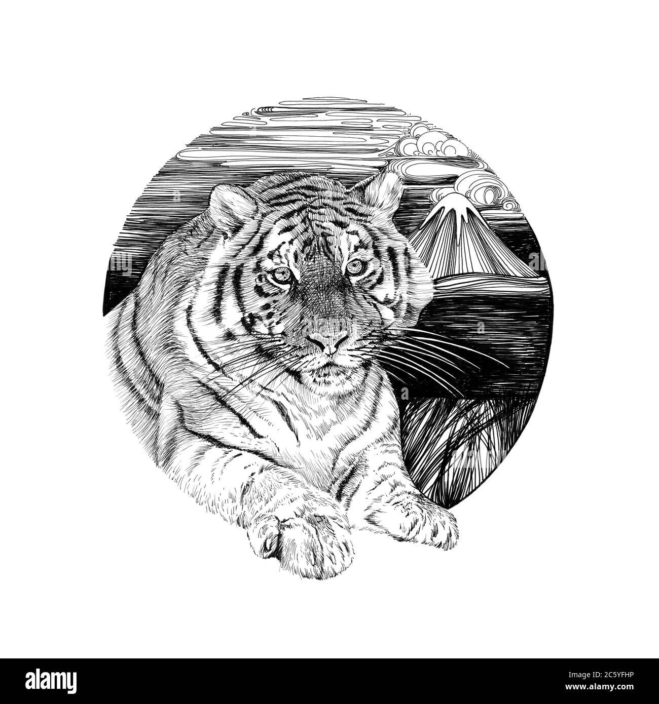 https://c8.alamy.com/comp/2C5YFHP/hand-drawn-tiger-sketch-graphics-monochrome-illustration-on-white-background-originals-no-tracing-2C5YFHP.jpg
