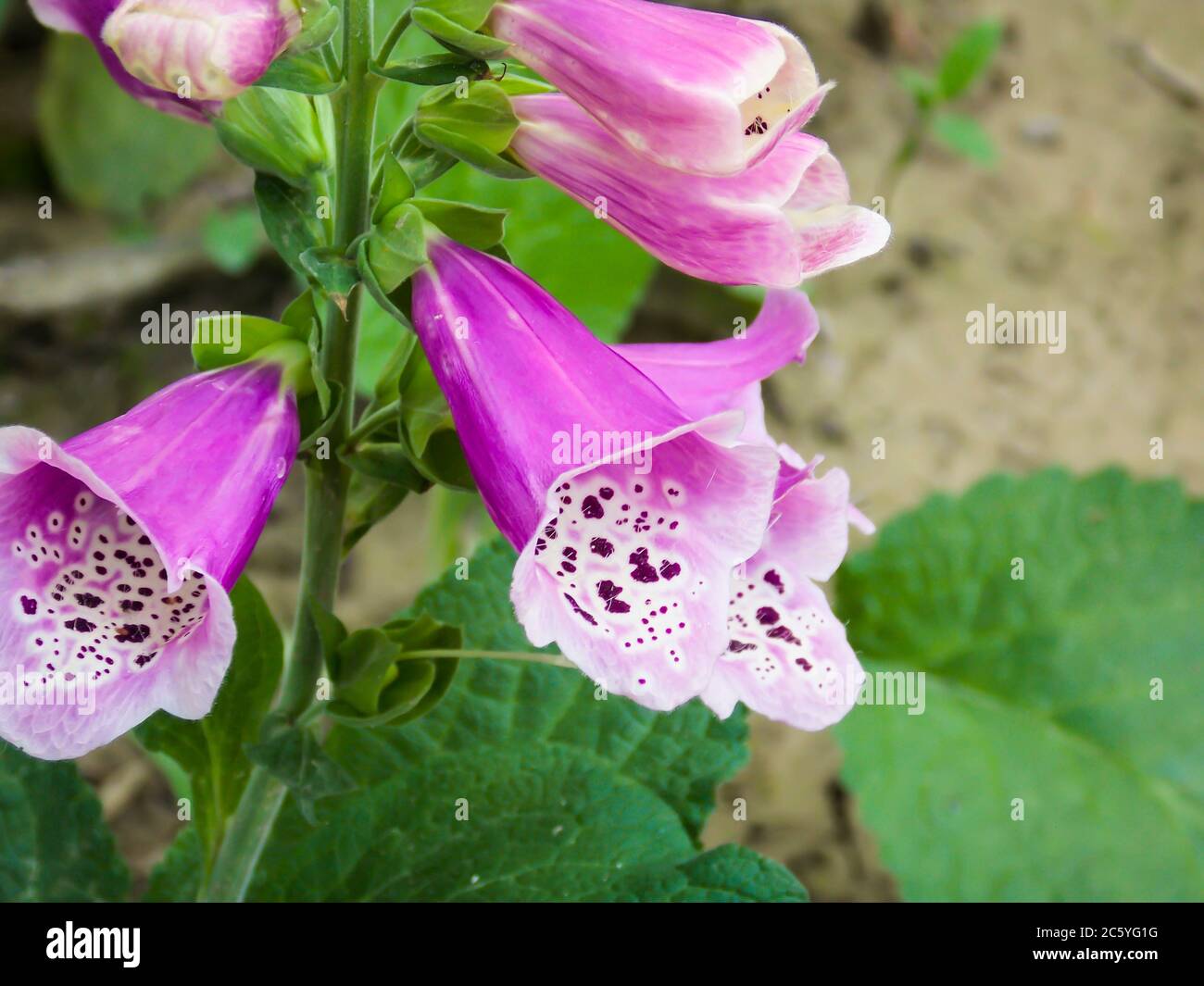 Group of foxglove plants High Resolution Stock Photography and Images ...
