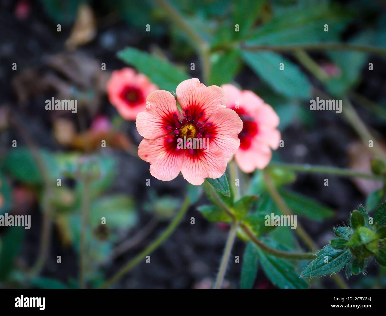 Potentilla Hopwoodiana High Resolution Stock Photography And Images Alamy