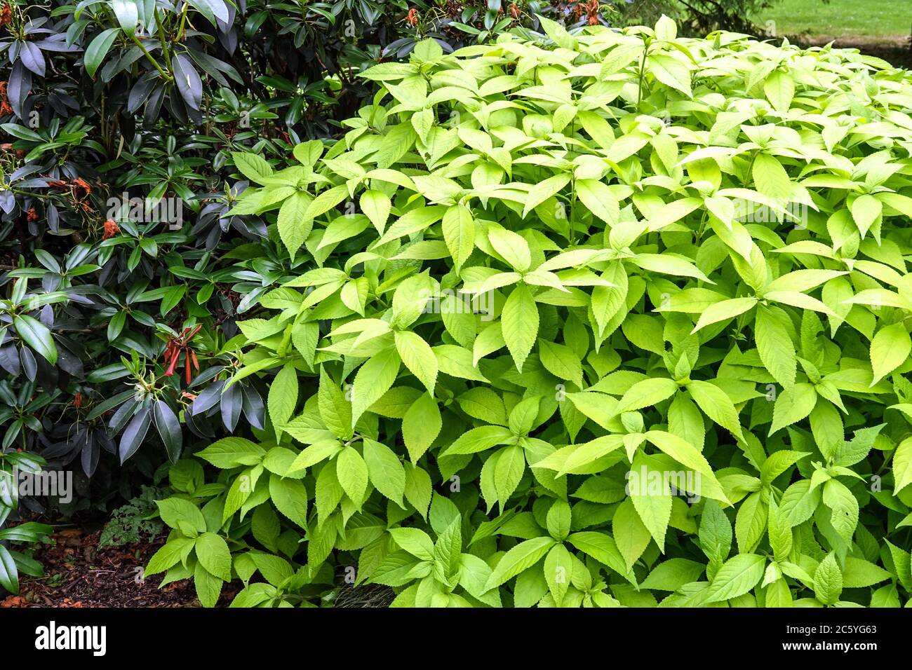 Japanese Shrub Mint Comanthosphace japonica 'Golden Angel' Stock Photo