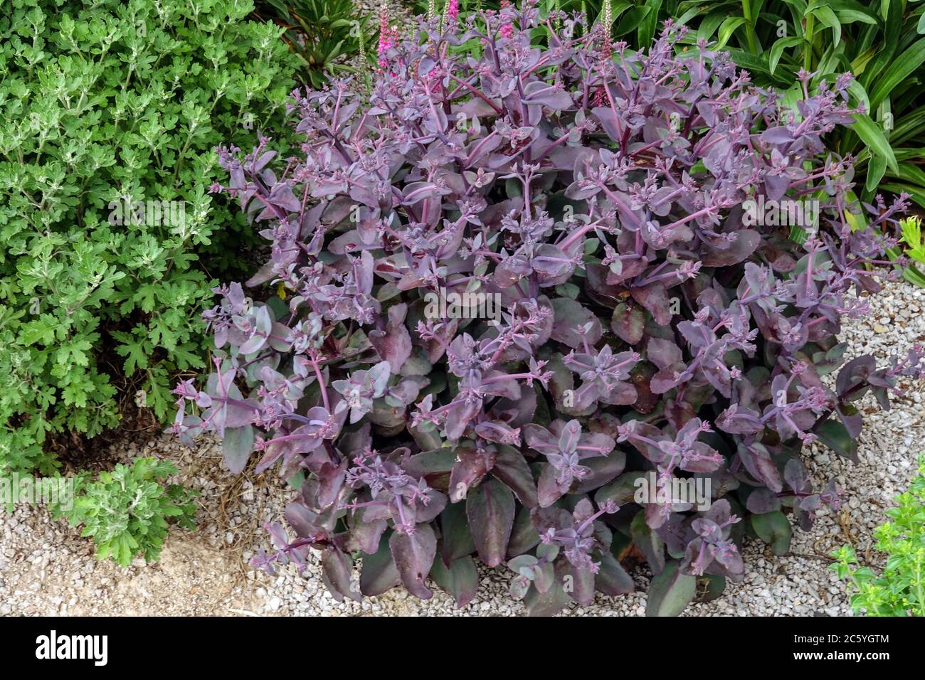 Stonecrop, Sedum 'Karfunkelstein', Hylotelephium telephium 'Xenox' Stock Photo