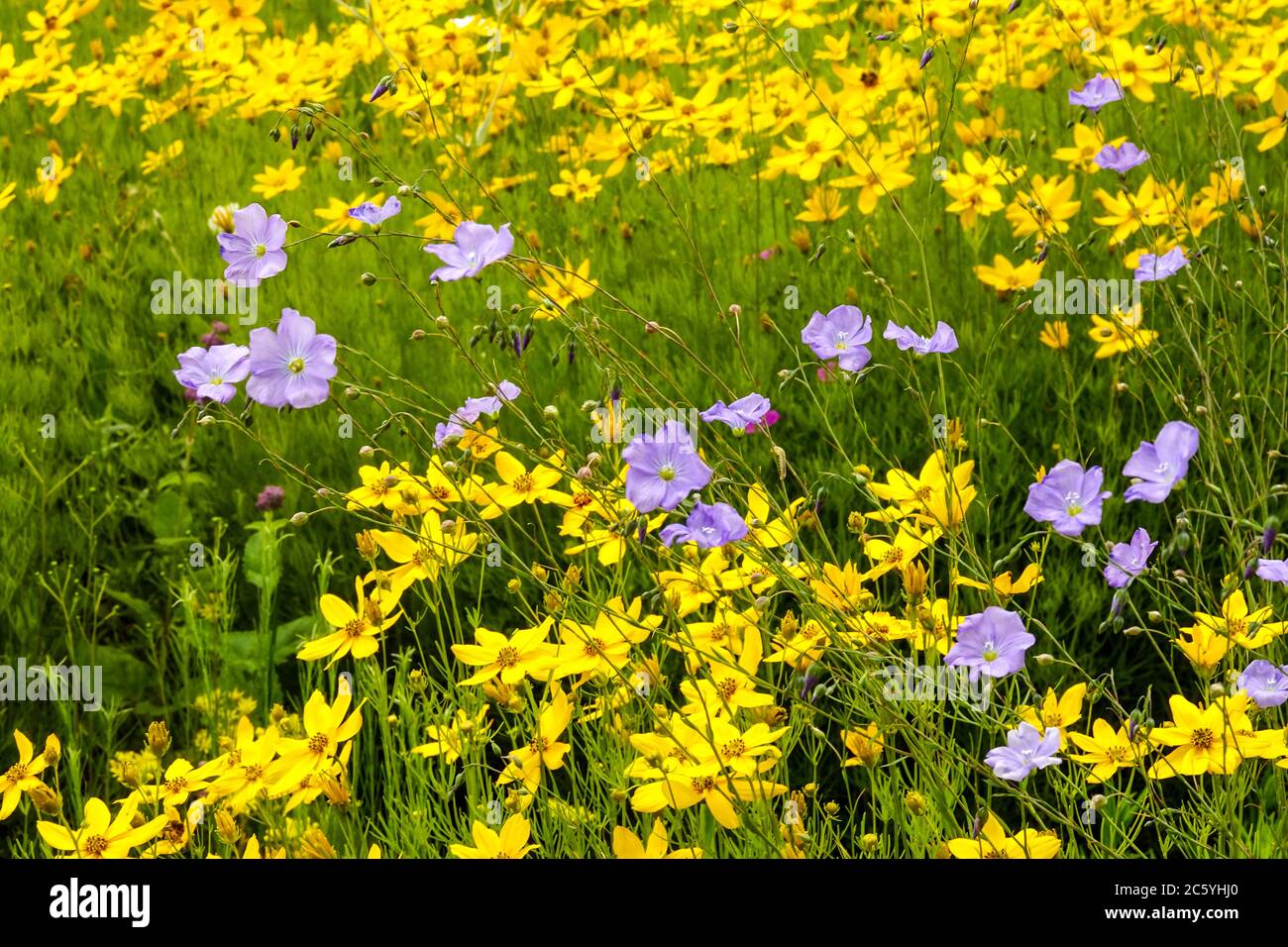 Blue yellow flower bed in july Coreopsis Linum Stock Photo