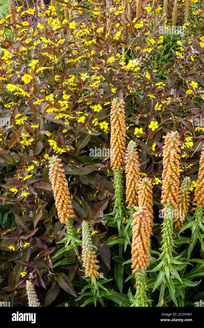 Lysimachia Firecracker Digitalis parviflora Stock Photo