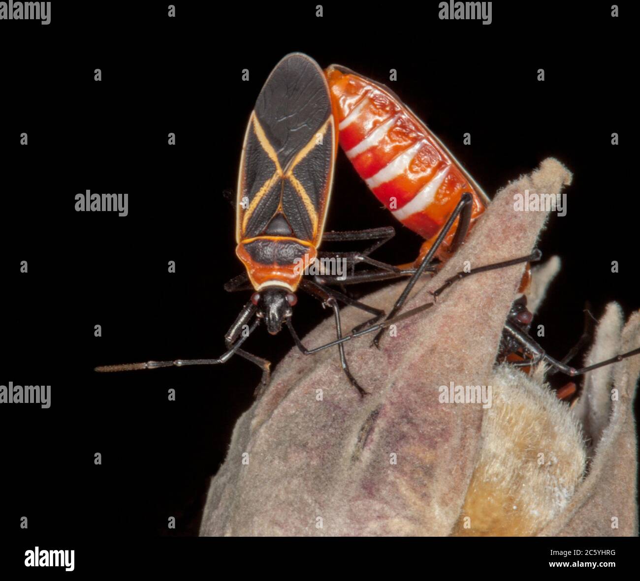 Close-up of two colourful red and black Cotton Stainer Bugs, Dysdercus decussatus mating on dead flower of cotton tree / hibiscus in Australian garden Stock Photo