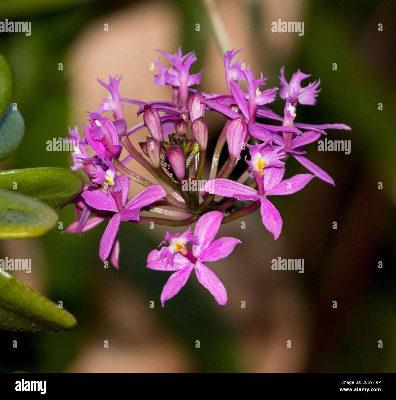 Close-up of cluster of vivid deep pink  flowers of Crucifix Orchid, Epidendrum ibaguense against brown and green background in Australia Stock Photo