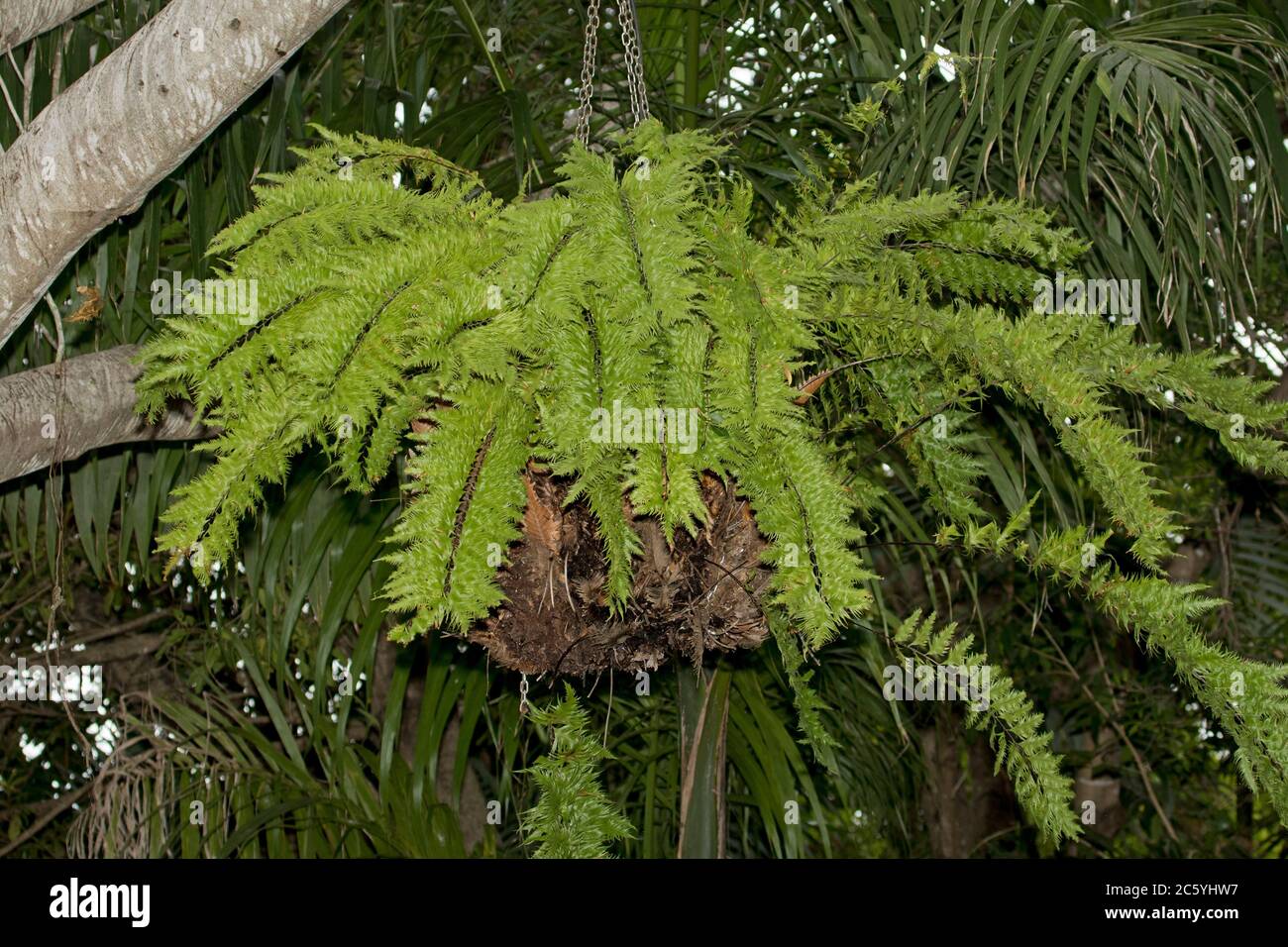 Large fern with vibrant green fronds growing in hanging basket suspended from branch of tree against background of dark green foliage in garden Stock Photo
