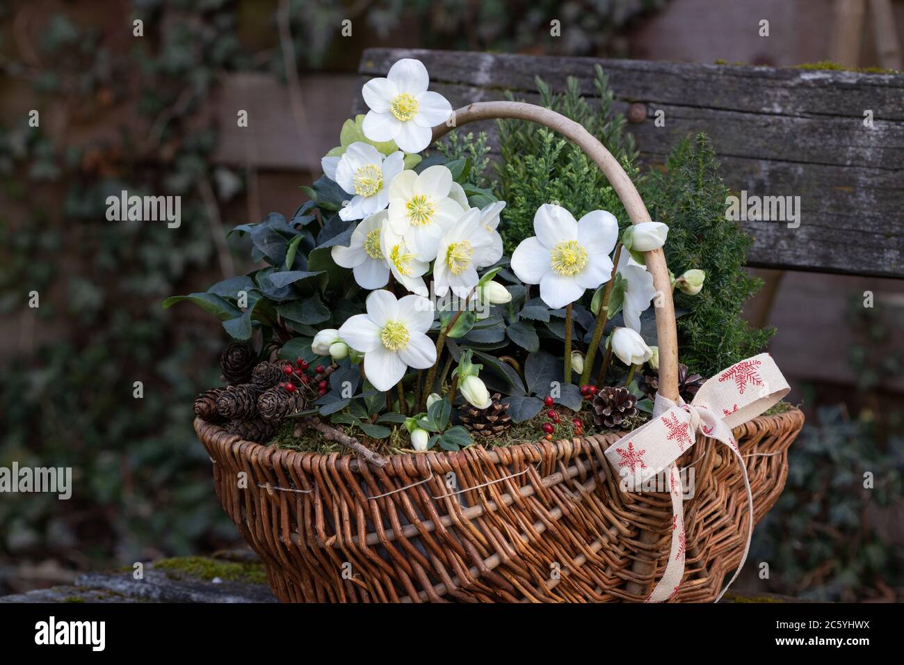 helleborus niger in basket as winter garden decoration Stock Photo