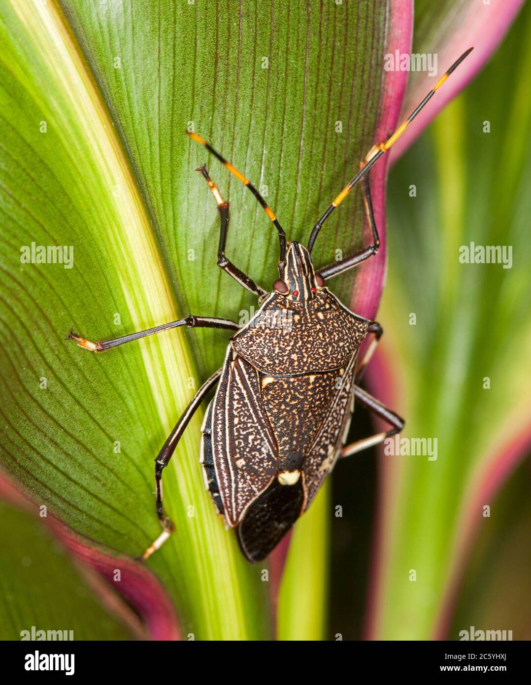 Gum tree shield bug, Poecilometis species, with large eyes and long antennae on colourful green and red cordyline leaf in an Australian garden Stock Photo