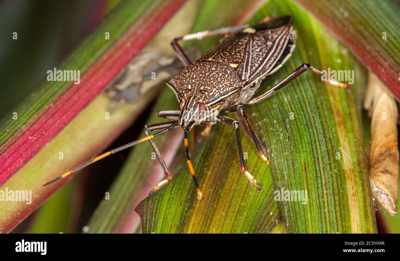 Gum tree shield bug, Poecilometis species, with large eyes and long antennae on colourful green and red cordyline leaf in an Australian garden Stock Photo