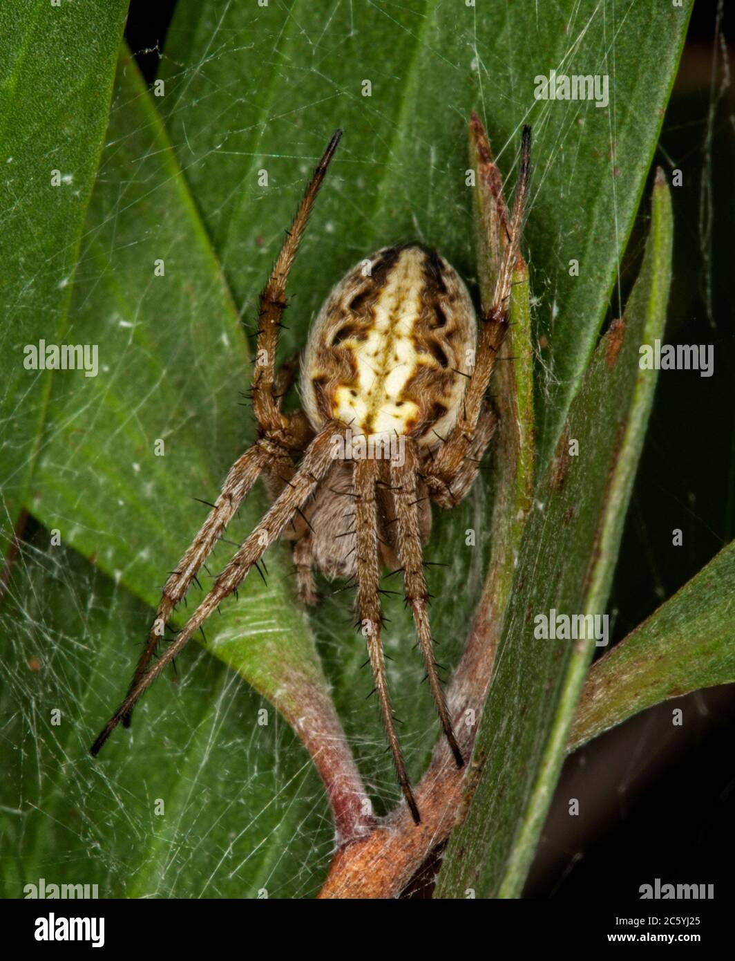 Orb Web Spider, Neoscona theisi, with ornate pattern on body, on green leaf in garden in Australia Stock Photo